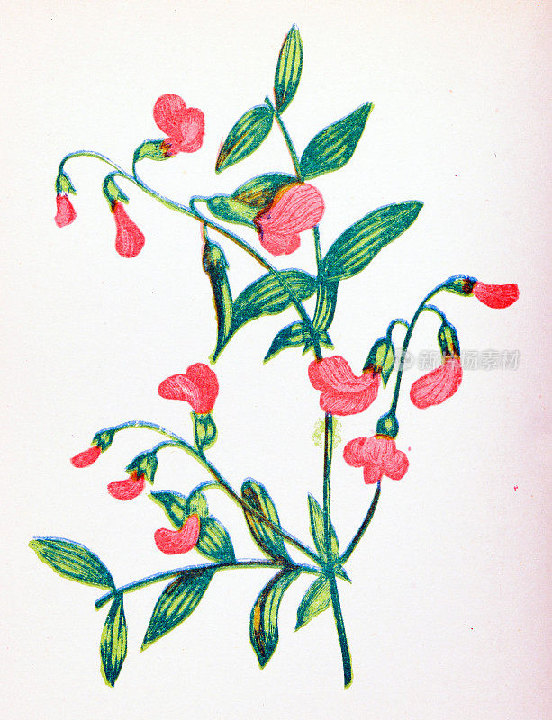 野生花卉的古董植物学插图:结节苦野豌豆，Orobus Tuberosus